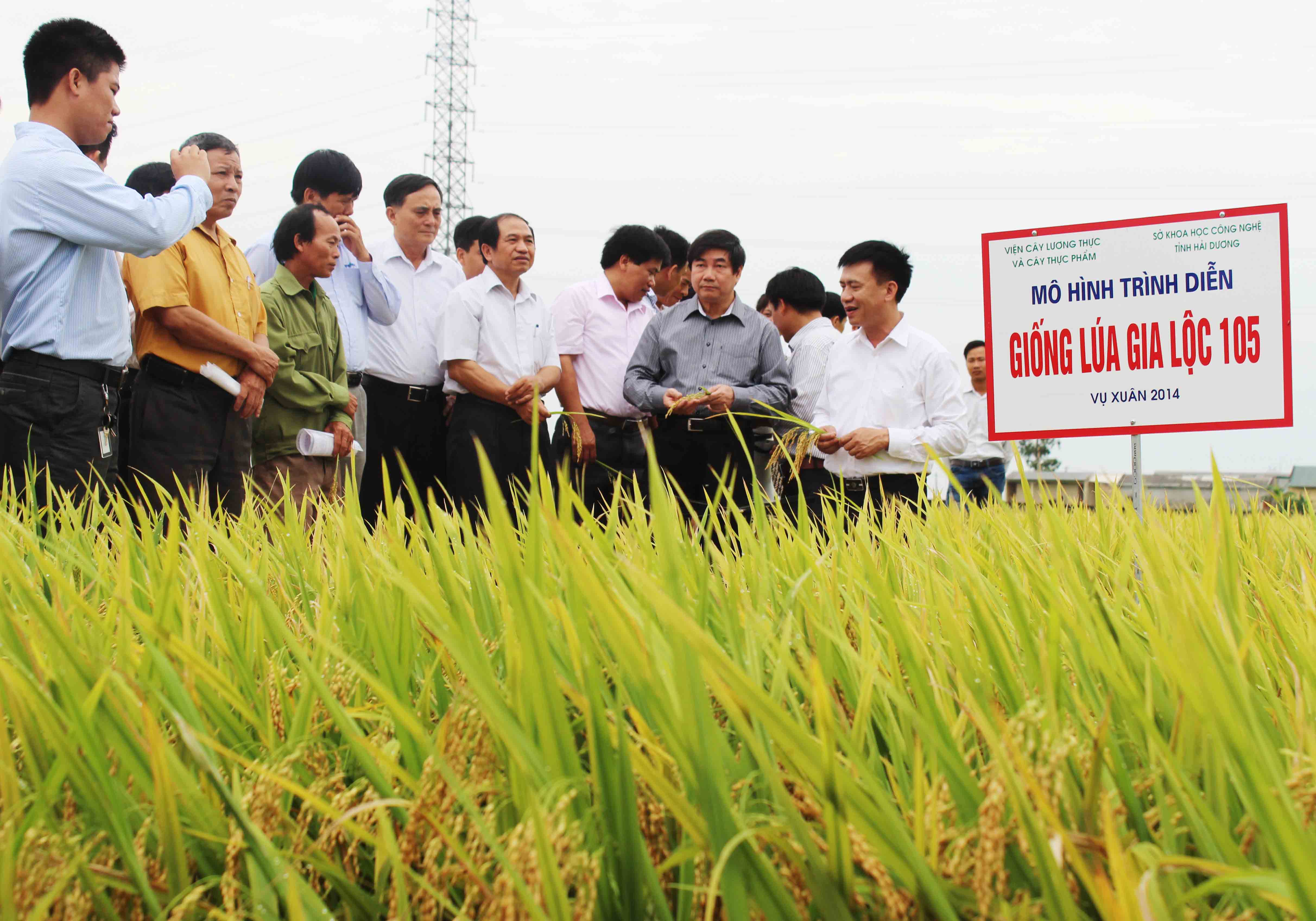 Nghiên cứu chọn tạo và phát triển giống lúa Gia Lộc 105